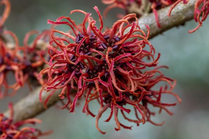 Hamamelis interm. 'Diane'