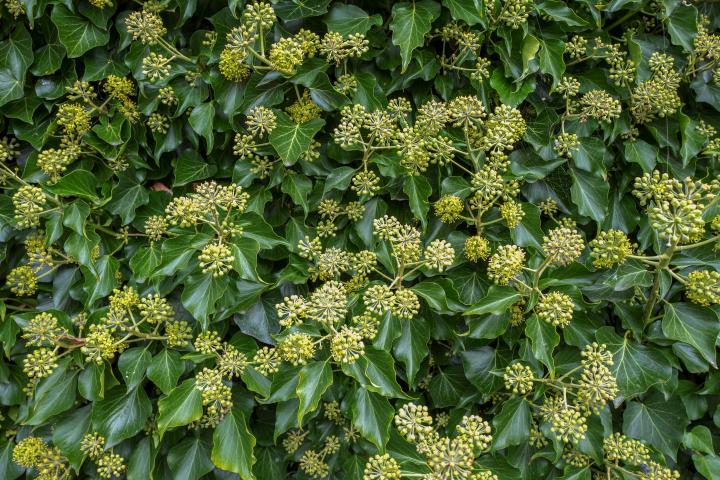 Hedera helix 'Arborescens'