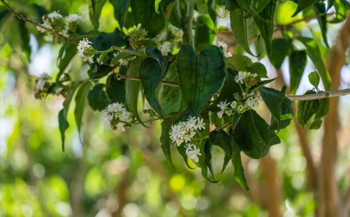 Heptacodium miconioides