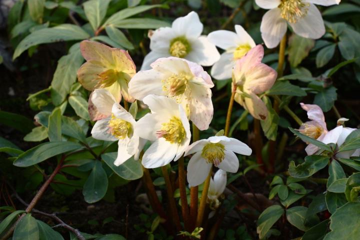 Helleborus niger