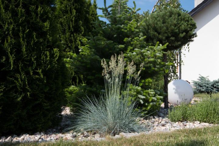 Helictotrichon sempervirens