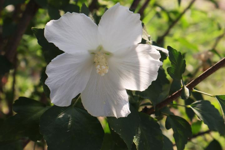 Hibiscus syr. 'Diana'
