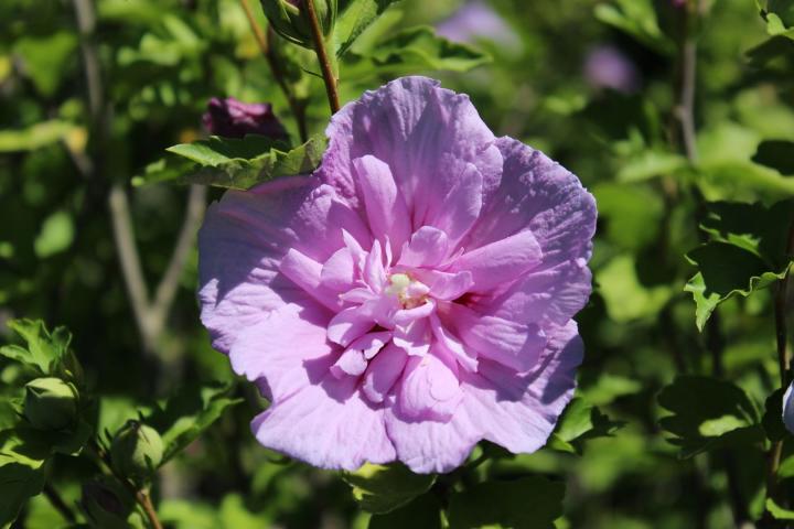 Hibiscus syr. 'Lavender Chiffon'