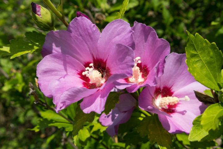 Hibiscus syr. 'Woodbridge'