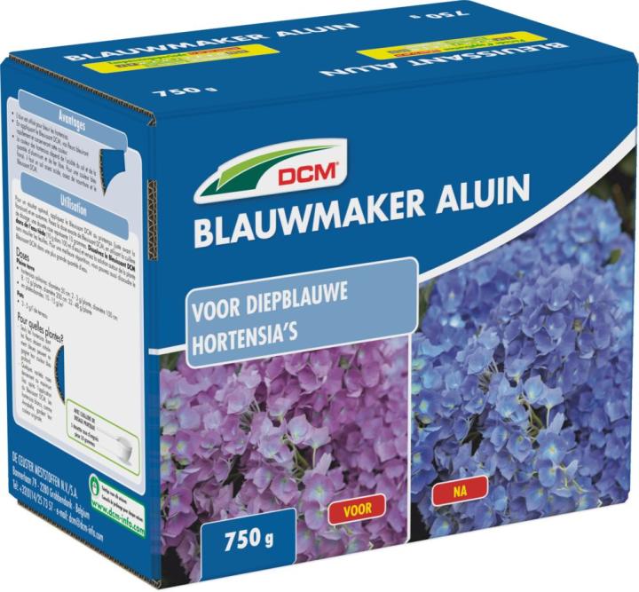 Hortensia blauw DCM