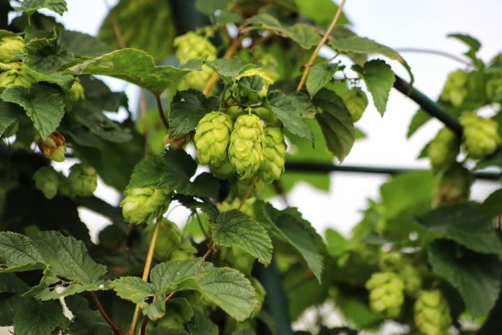 Humulus lupulus