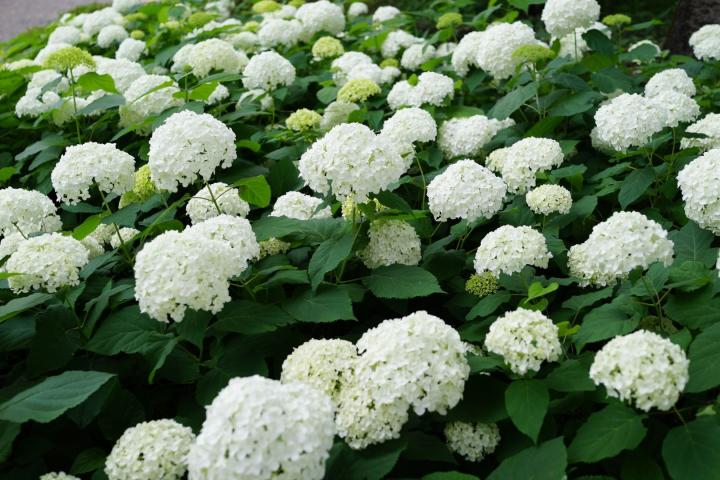 Hydrangea arb. 'Annabelle'
