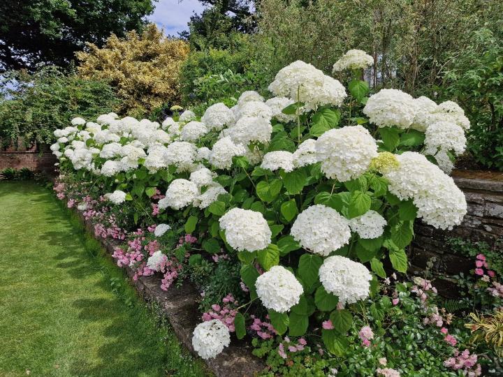 Hydrangea arb. 'Strong Annabelle'®