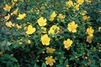 Hypericum dummeri 'Peter Dummer'