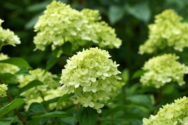 Hydrangea pan. 'Little Lime'
