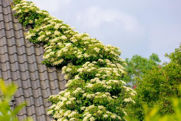 Hydrangea anomala 'Petiolaris'