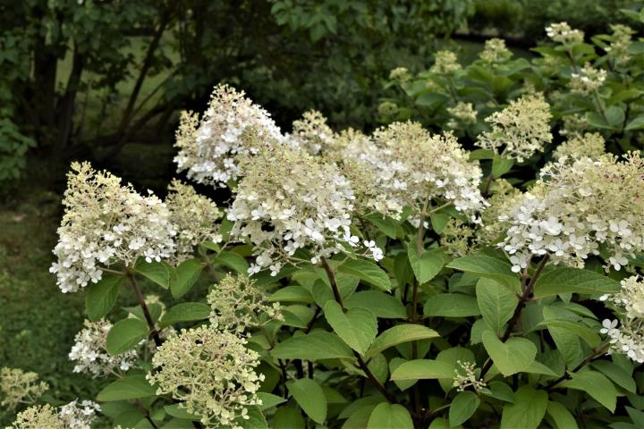 Hydrangea pan. 'Bobo'