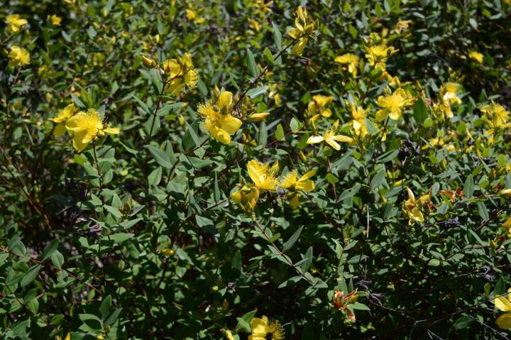 Hypericum 'Hidcote'