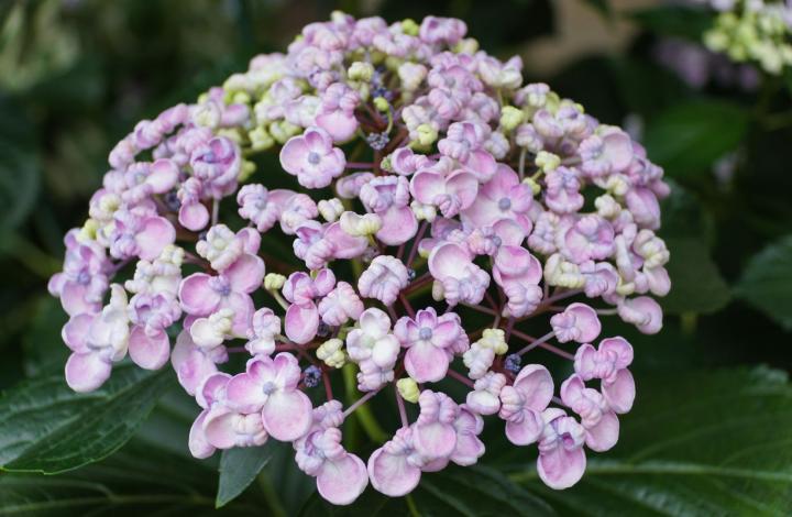 Hydrangea macr. 'Ayesha'