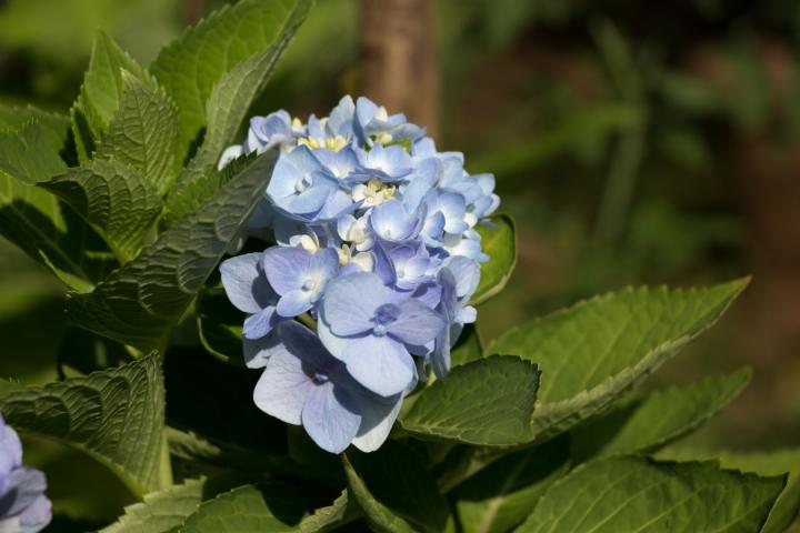 Hydrangea macr. 'Bodensee'