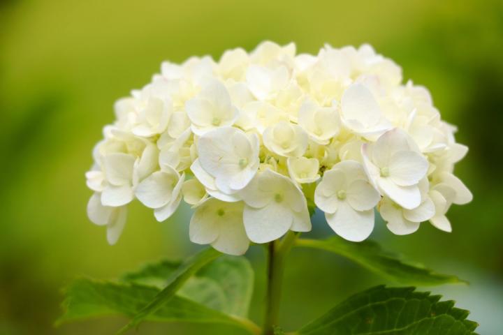 Hydrangea macr. 'Mme E. Mouilière'