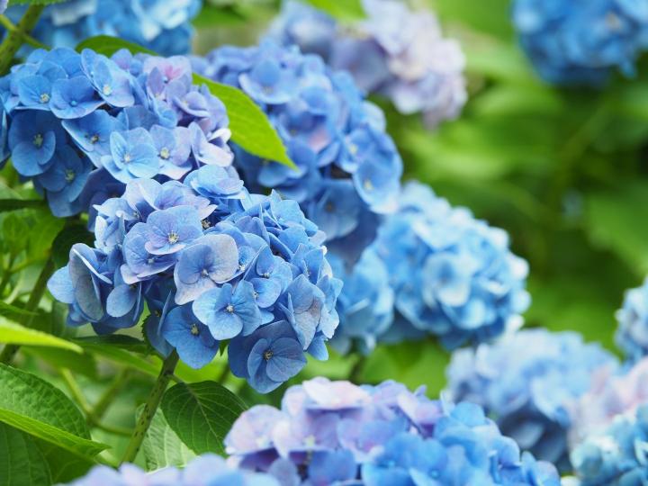 Hydrangea macr. 'Nikko Blue'