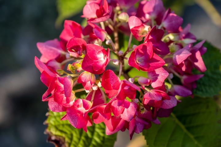 Hydrangea macr. 'Red Baron'