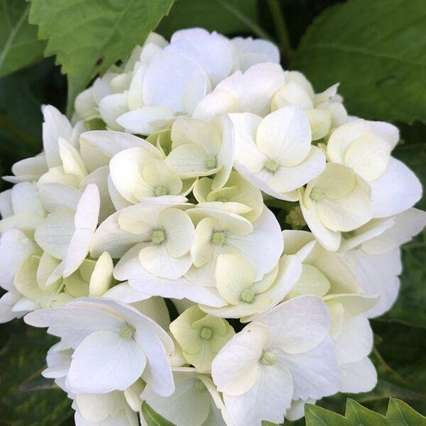 Hydrangea macr. 'Soeur Thérèse'