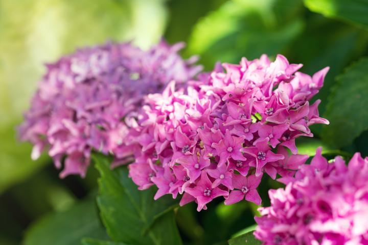 Hydrangea macr. 'Tovelit'