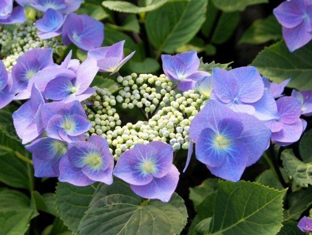 Hydrangea macr. 'Zorro'