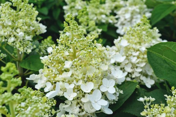 Hydrangea pan. 'Baby Lace'