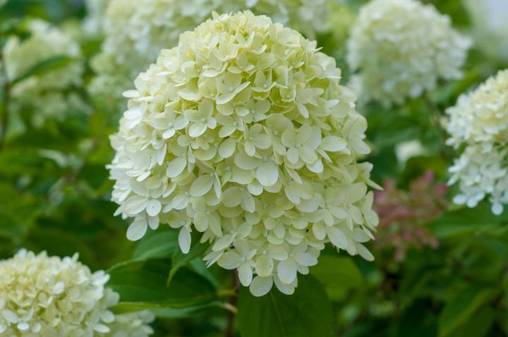 Hydrangea pan. 'Limelight'