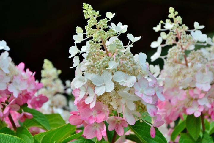 Hydrangea pan. 'Pinky Wincky'