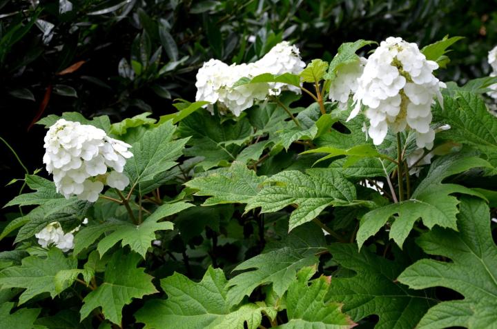 Hydrangea querc. 'Snow Queen'