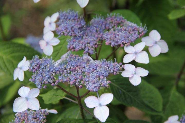 Hydrangea serrata 'Bluebird'
