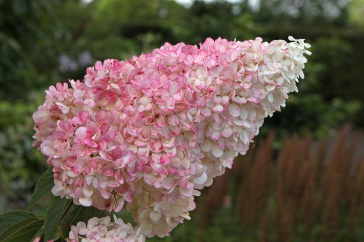 Hydrangea pan. 'Vanille-Fraise'