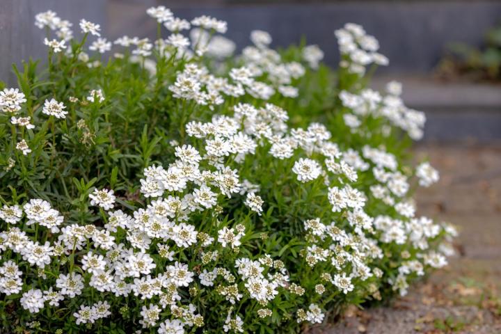 Iberis semp. 'Snowflake'