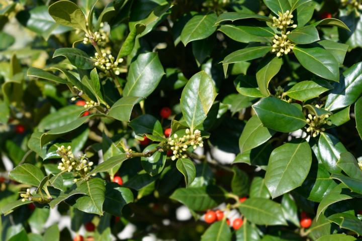 Ilex aquif. 'Nelly Stevens'
