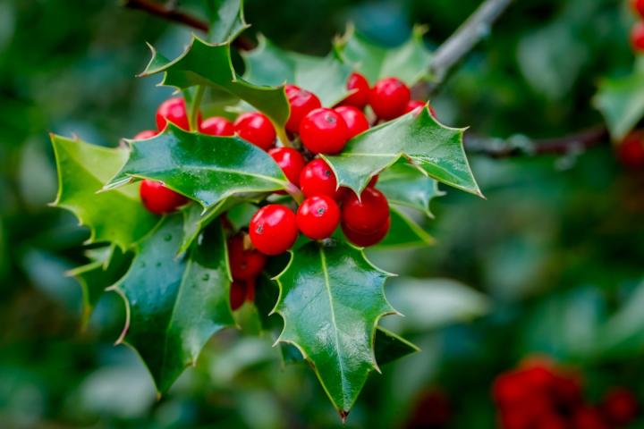 Ilex aquifolium