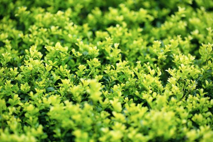 Ilex crenata 'Green Hedge'