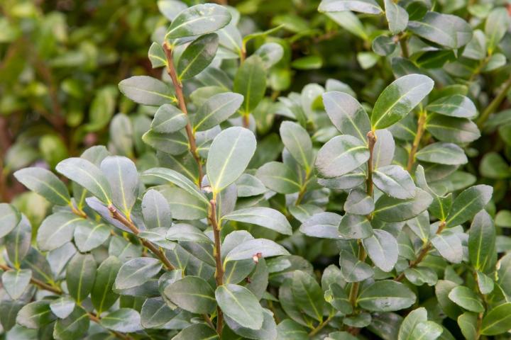 Ilex crenata 'Caroline Upright'