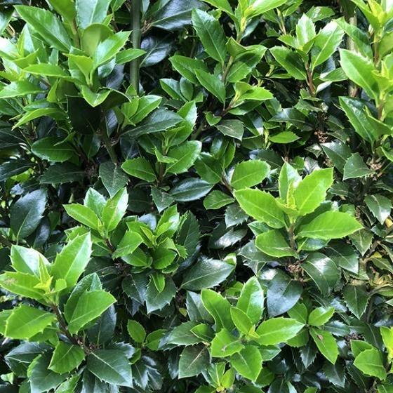 Ilex meserveae 'Blue Prince'