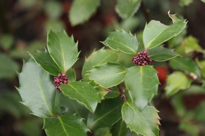 Ilex meserveae 'Heckenstar'