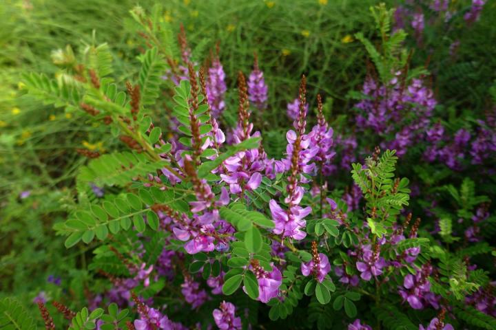 Indigofera heterantha