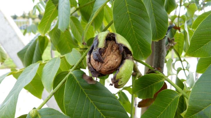 Juglans regia 'Broadview'
