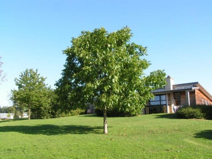Juglans regia 'Broadview'