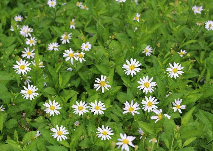 Kalimeris incisa 'Madiva'