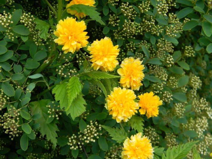 Kerria japonica 'Pleniflora'