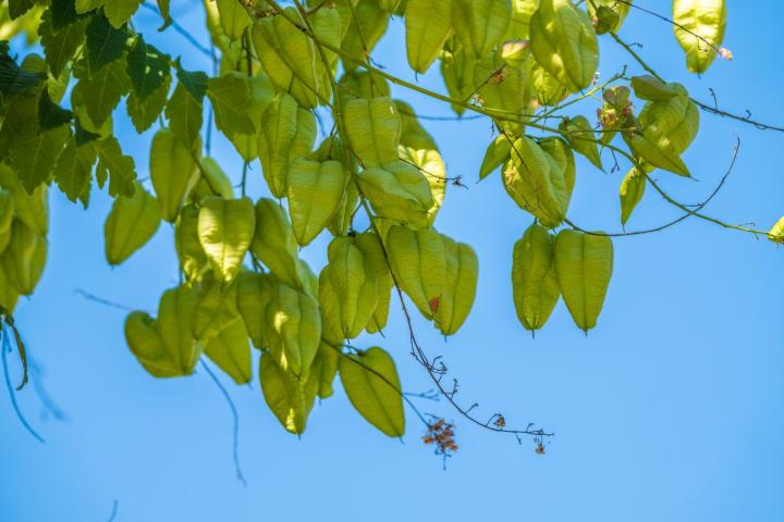 Koelreuteria paniculata