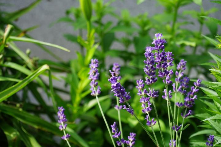 Lavandula ang. 'Hidcote'