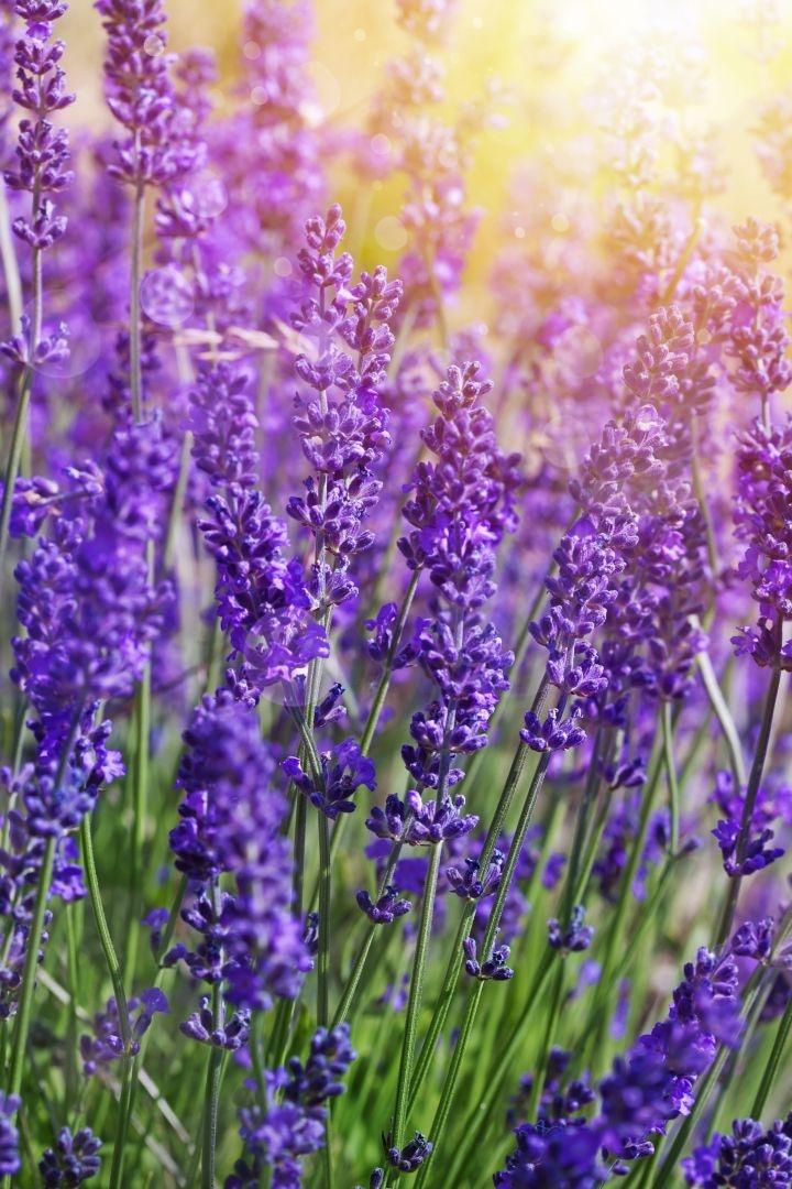 Lavandula ang. 'Munstead'