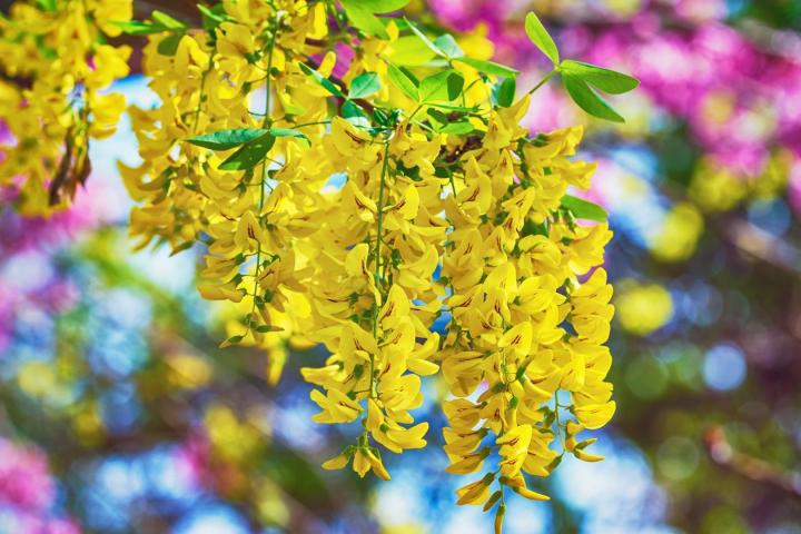 Laburnum anagyroides