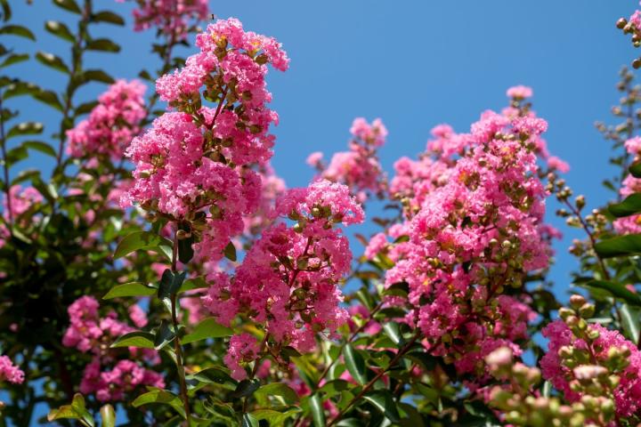 Lagerstroemia indica