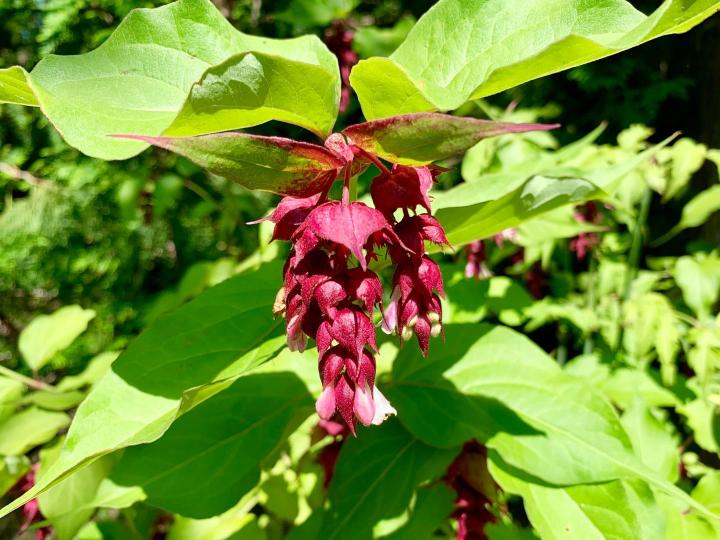 Leycesteria formosa 'Purple Rain'