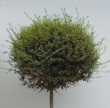 Ligustrum jonandrum